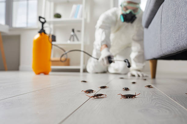 Affordable Termite Control solutions in Nashville, AR
